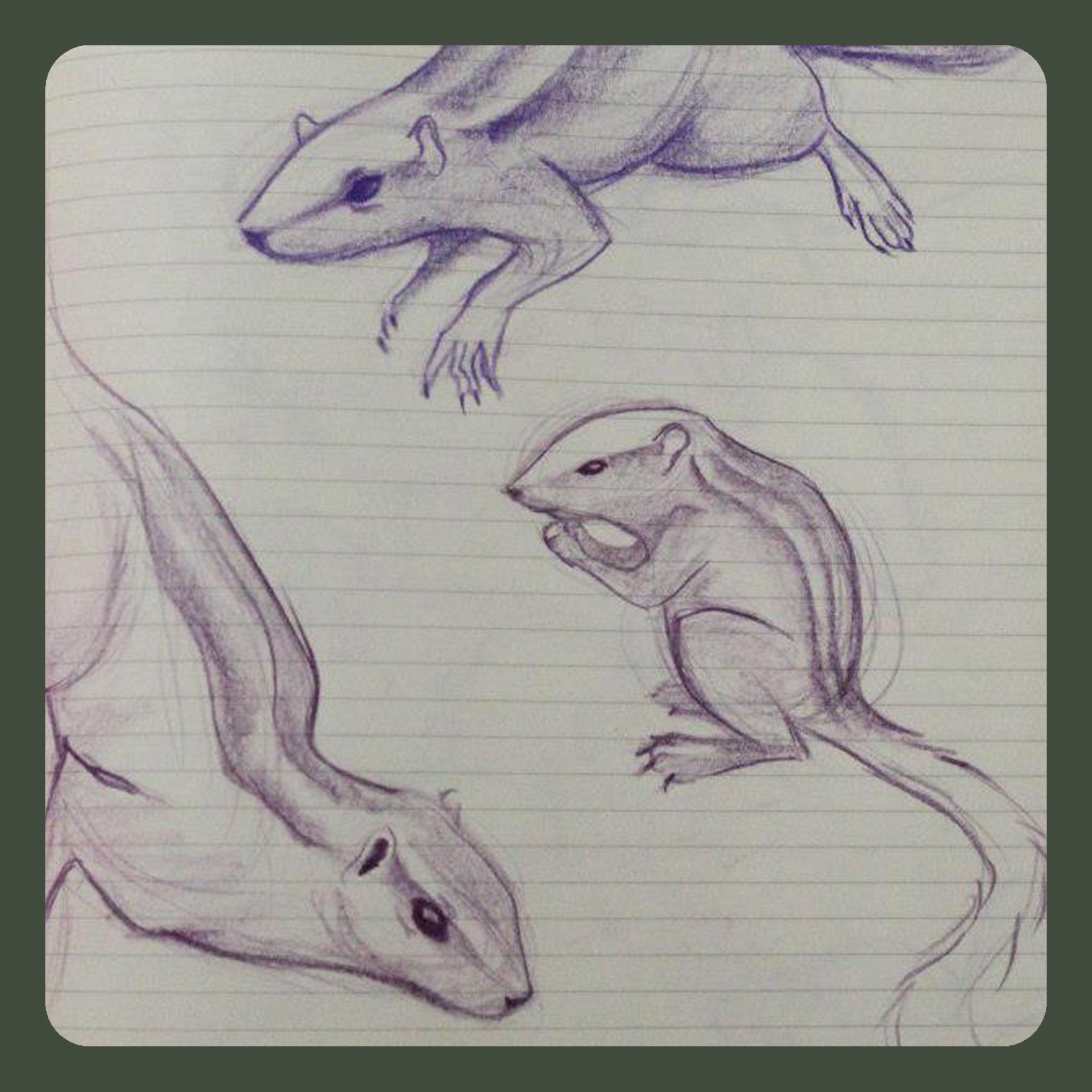 animal drawing
